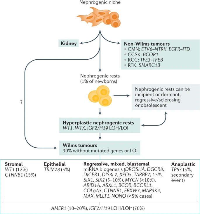 Biology of paediatric renal tumours