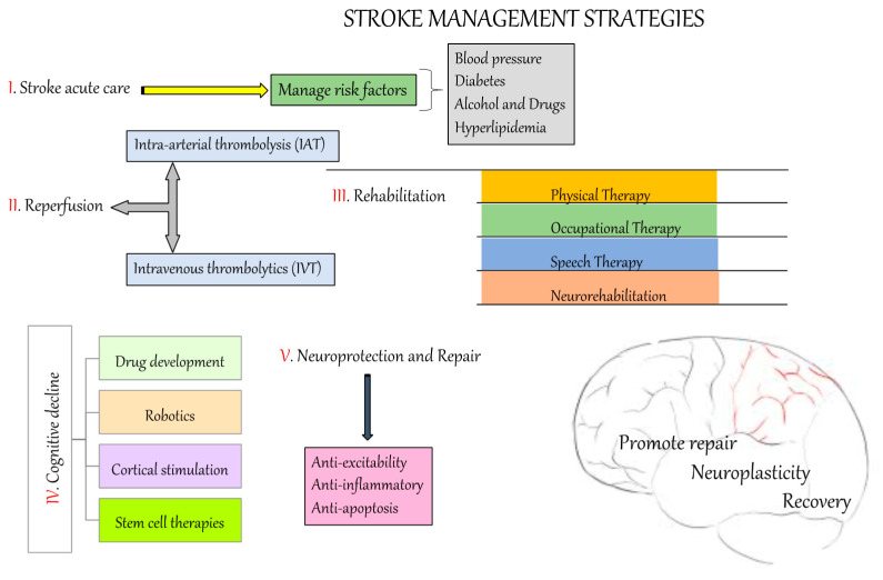 Stroke therapy: This represents the overall process to manage the incidence of stroke.