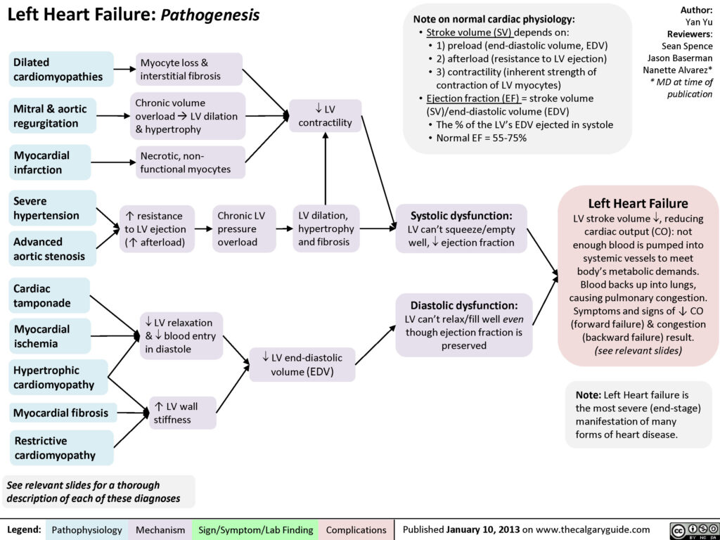 Left heart failure pathogenesis
