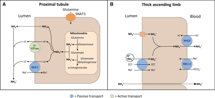 Schematic diagrams illustrating ammonia (NH3) production and transport in the kidney