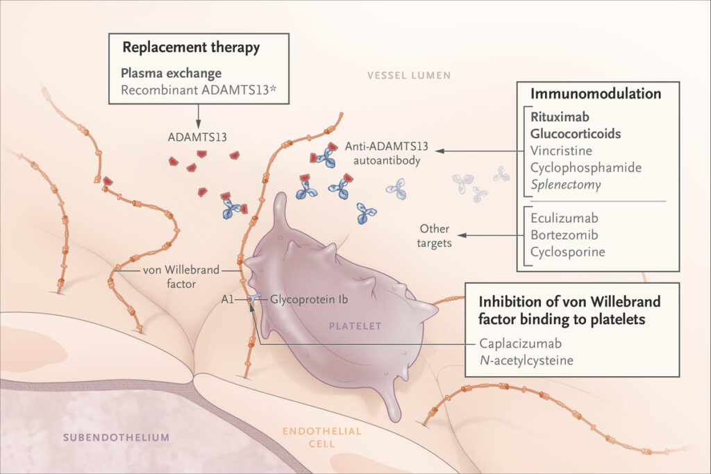 Current and Emerging Therapeutic Approaches for TTP and Their Targets