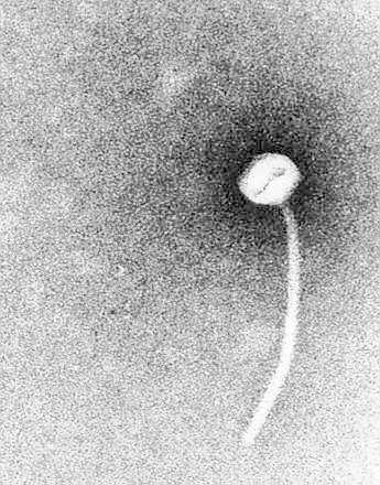 Electron micrograph of corynebacteriophage ß, which carries tox