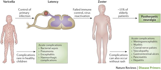 Different phases of VZV infection