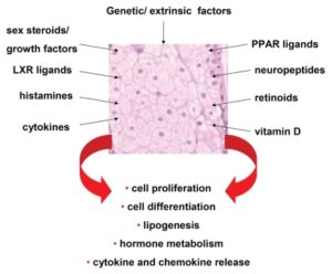 Regulation of the biological function of human sebaceous gland cells