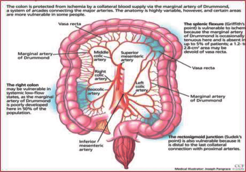 Bowel vasculature