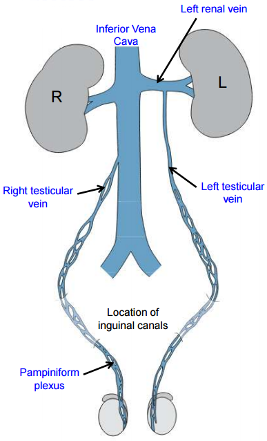 testicular-anatomy-scrotum-sack-ideas-pampiniform-plexus