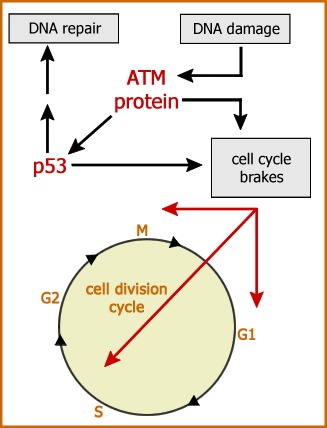 The ATM protein mediates responses to DNA damage, in particular those that control progression through the cell cycle