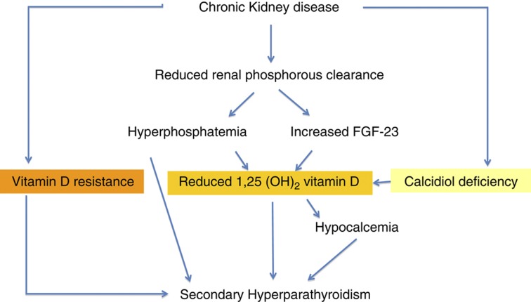 Role of vitamin D in the development of secondary hyperparathyroidism in CKD
