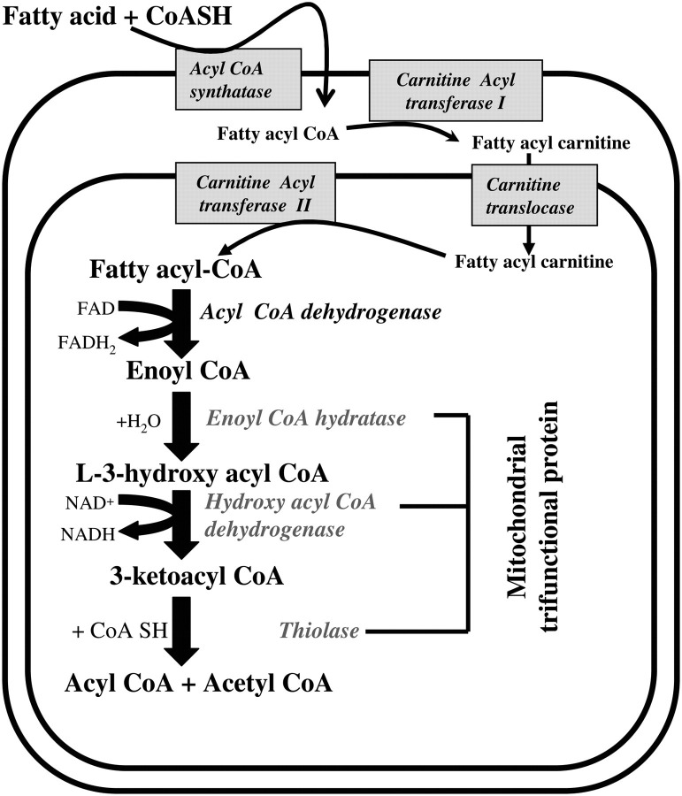 Classical β-oxidation pathway in the mitochondria