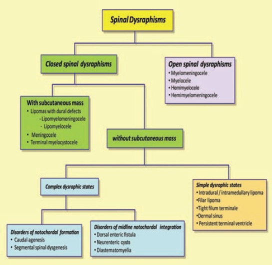 Classification of spinal dysraphisms