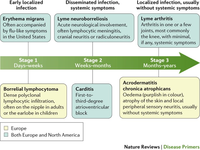 The stages and most common clinical features of Lyme borreliosis