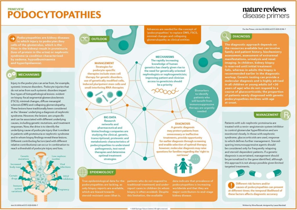 Podocytopathies 