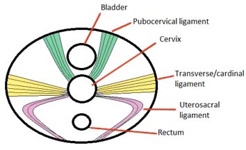 The major ligaments of the cervix 