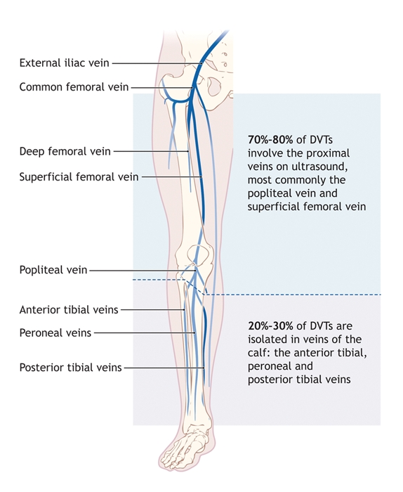 Diagram of leg veins (anterior view of right leg)