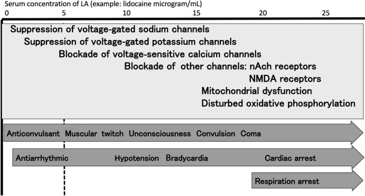Mechanism and symptoms of acute local anesthetic toxicity
