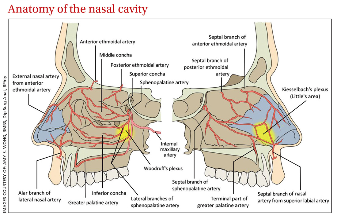 Arterial supply of the nasal cavity