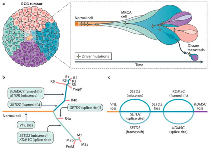 Cancer evolution and tumor heterogeneity in ccRCC
